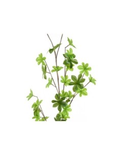Peperomia110cm