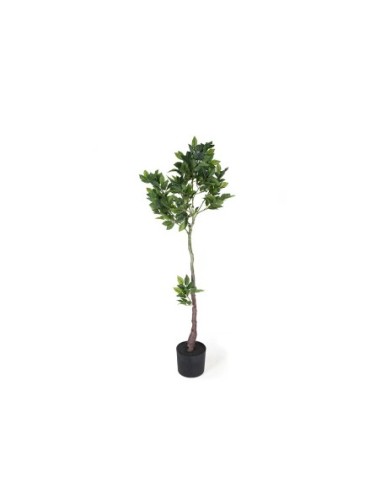 Ficus 170cm