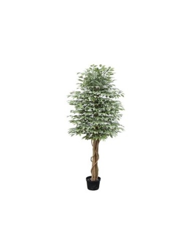 Ficus 210cm
