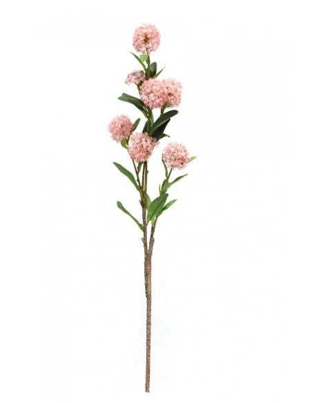 Skimmia japónica rosada 70 cm