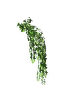 Epipremnun 80 cm