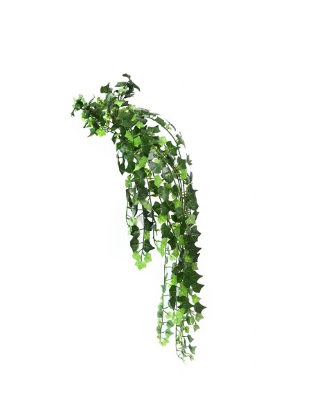 Epipremnun 80 cm