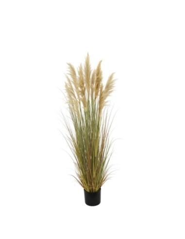 Grass cola de zorro 218 cm