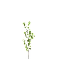 Peperomia110cm 2