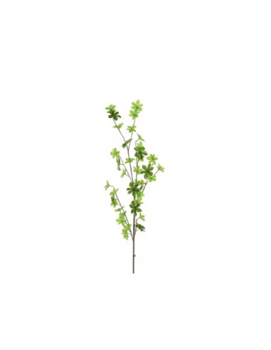 Peperomia110cm