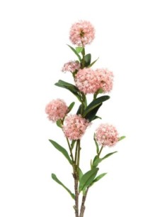 Skimmia japónica rosada 70 cm 2