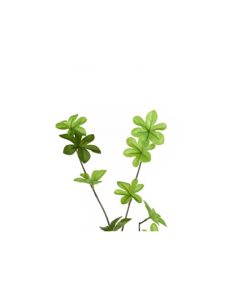 Peperomia110cm