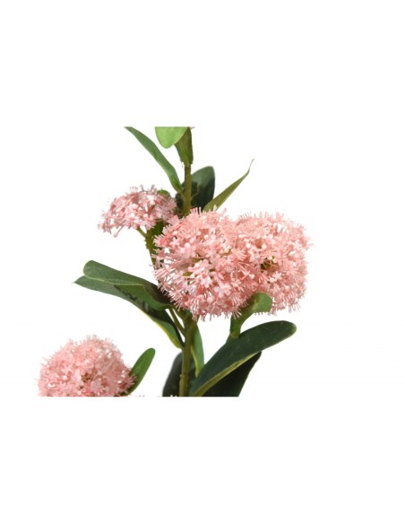 Skimmia japónica rosada 70 cm