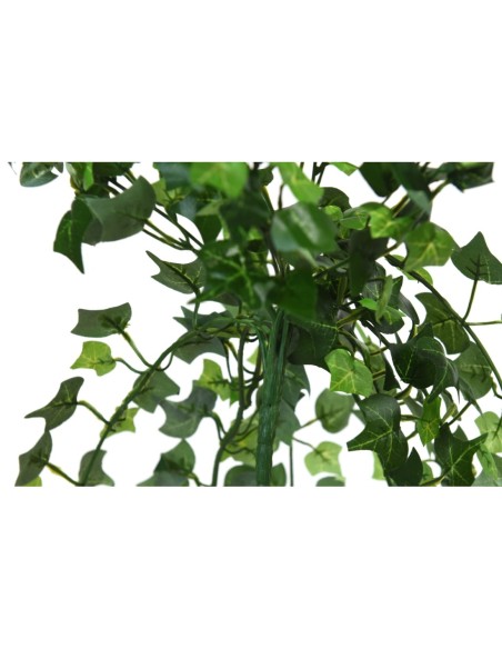 Epipremnun 80 cm