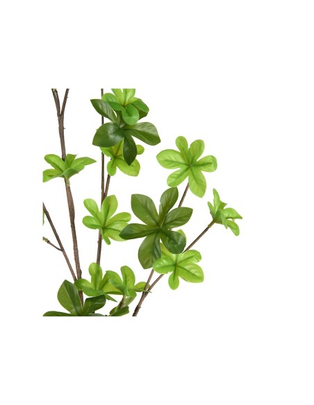 Peperomia110cm