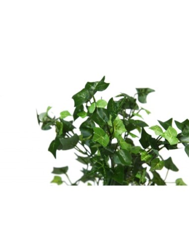 Epipremnun 80 cm